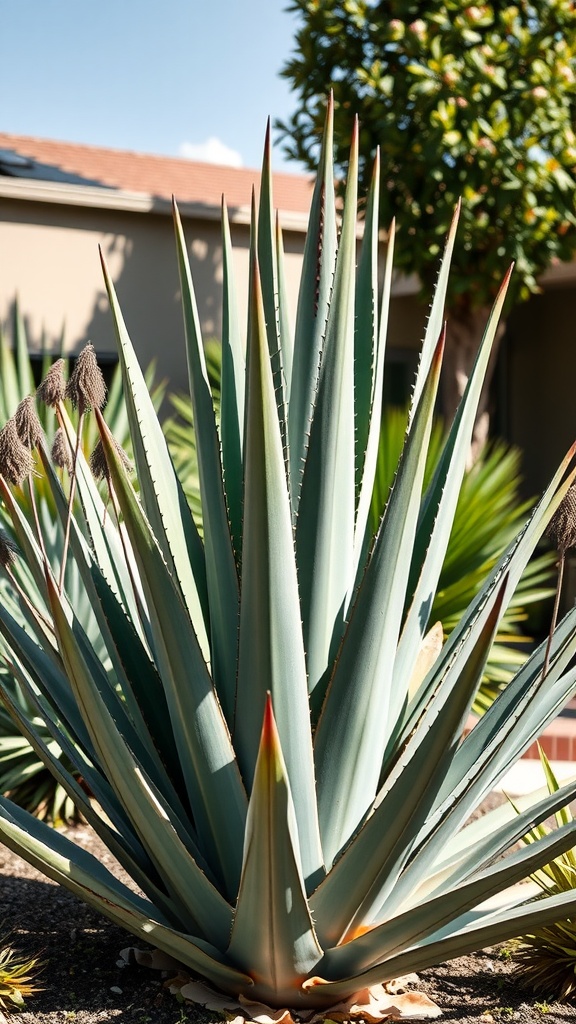 A vibrant agave plant with long, pointed leaves in a sunny garden setting.