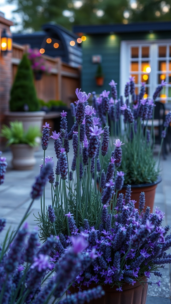 A patio filled with lavender plants in pots, creating a relaxing ambiance.