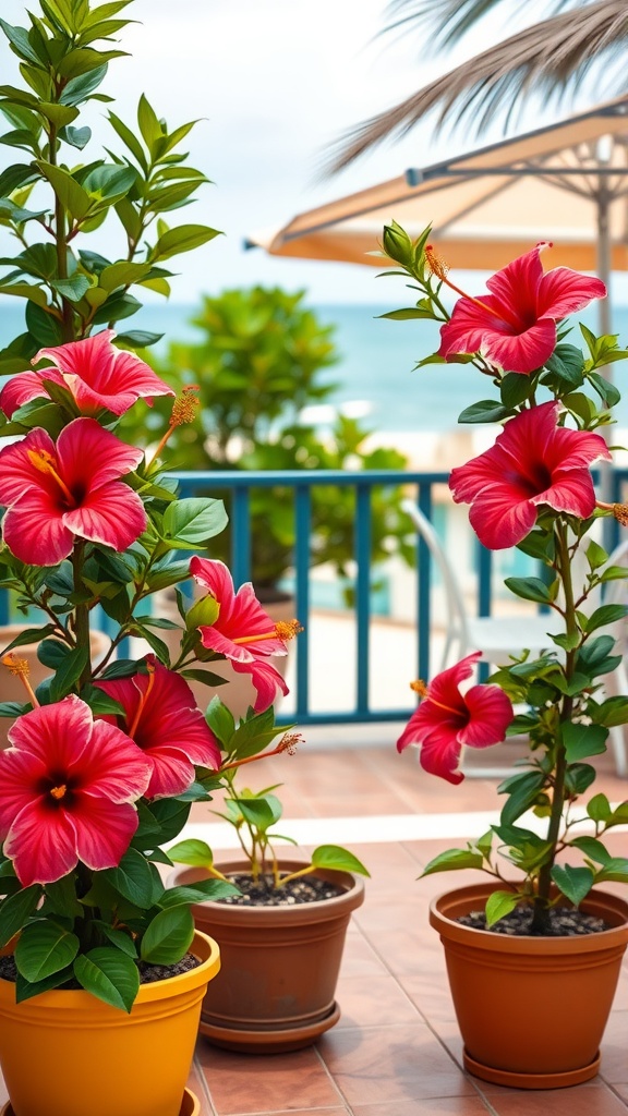 Potted tropical hibiscus flowers on a patio with a beach view